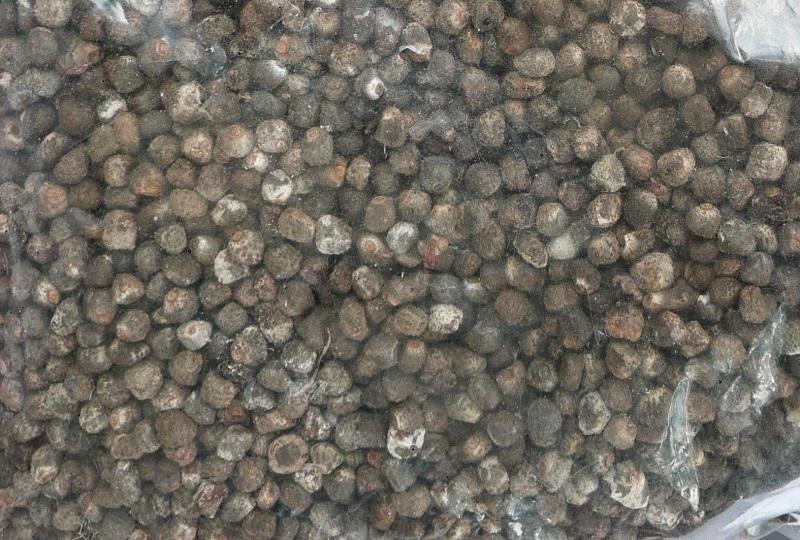 Hạt Chuối Hột Rừng Tây Bắc loại ngon (gói 1kg)