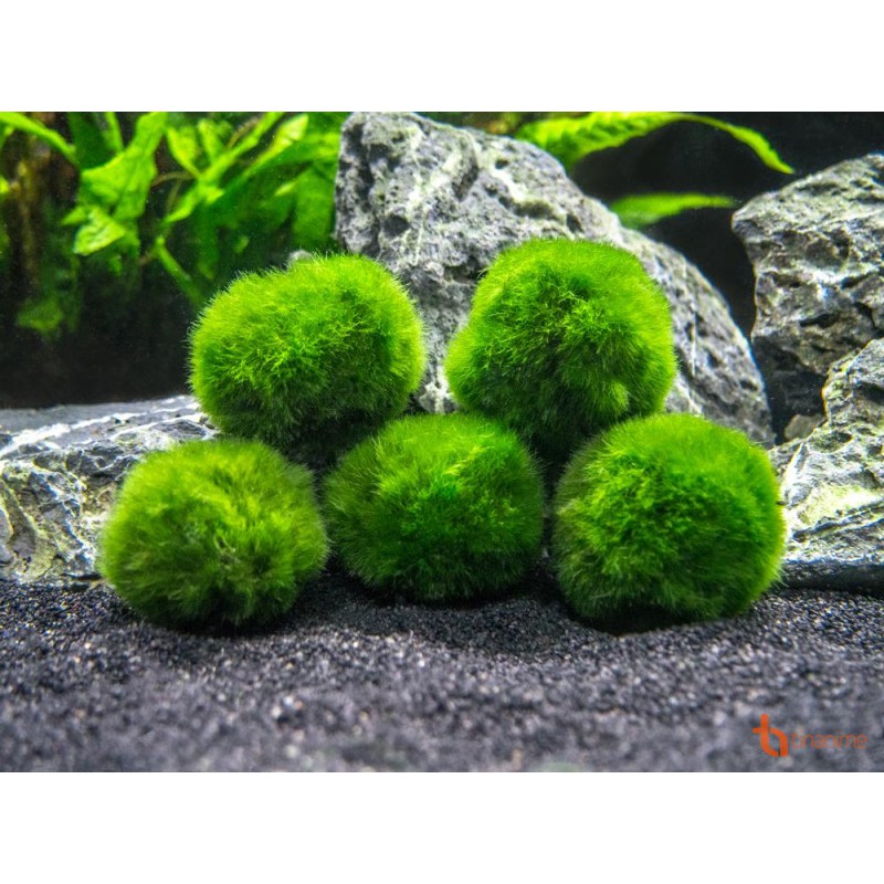 Marimo Tảo thủy sinh may mắn Nhật Bản