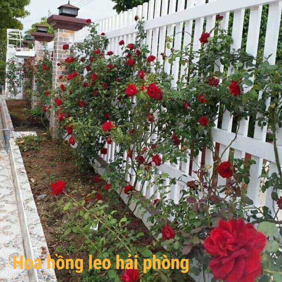 Hoa hồng leo hải phòng