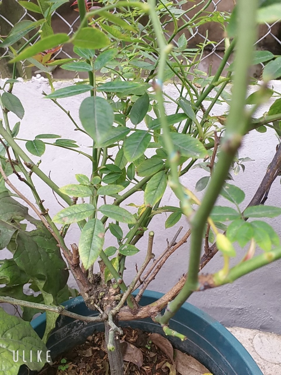 CHẾ PHẨM CHO HOA HỒNG LOẠI PHỤC HỒI