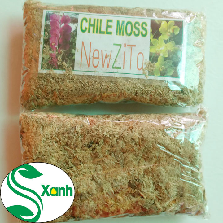 Dớn trắng chile trồng Lan