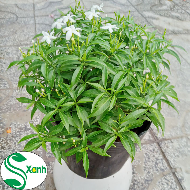 Cây Mai Vạn Phúc (Mai Tiểu Thư)