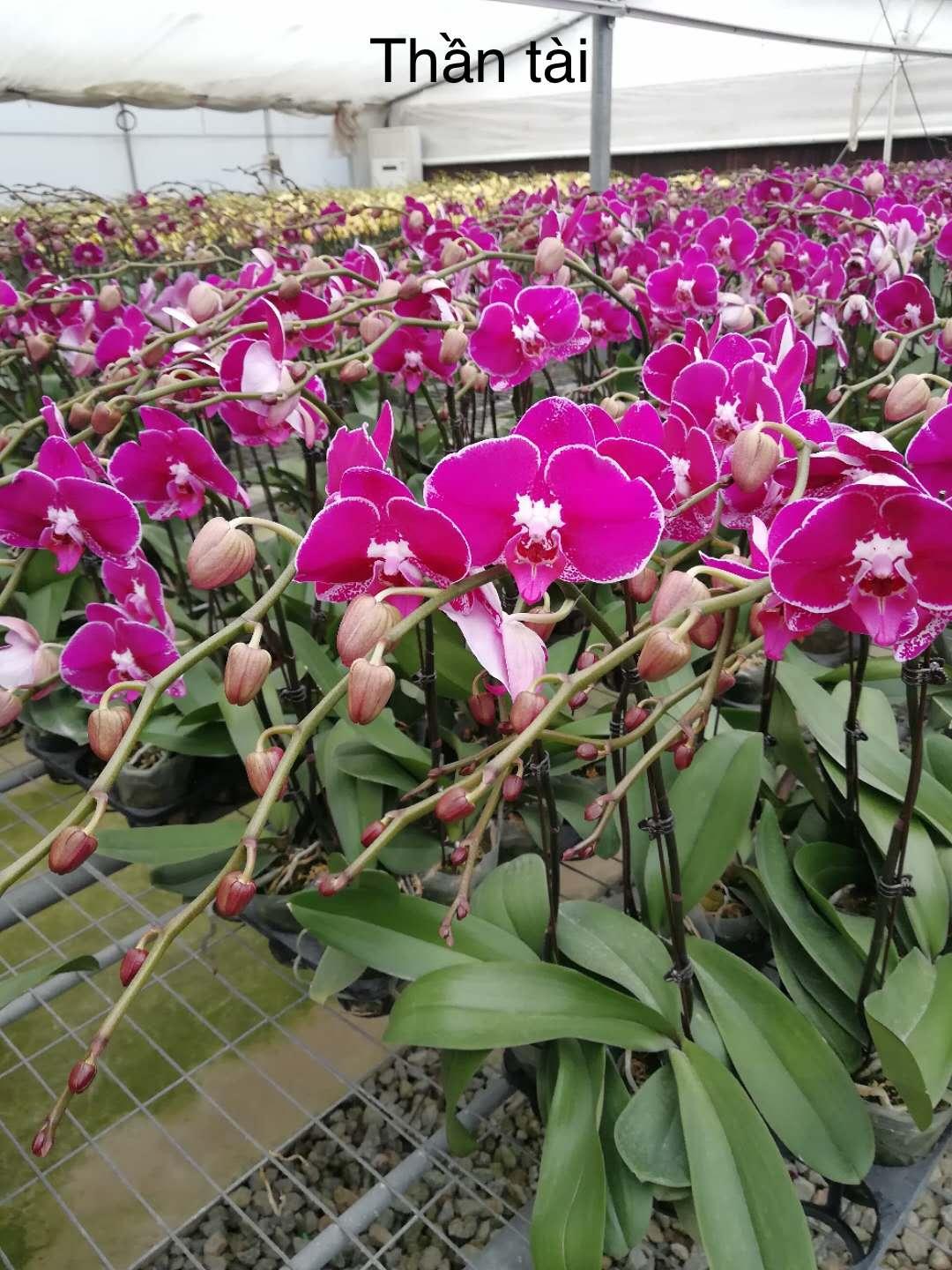 combo 3 cây 2 ngồng hoa, hoa tết 2020