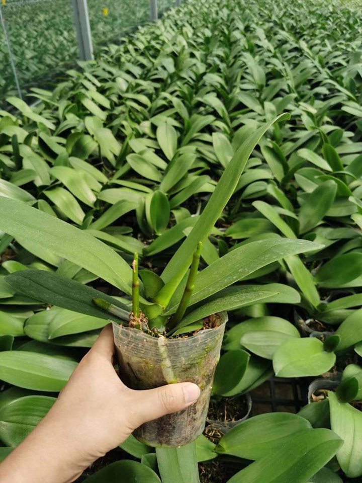 combo 5 lan 5 màu 2 ngồng - HOA ĐẠI - CỐC 2.8