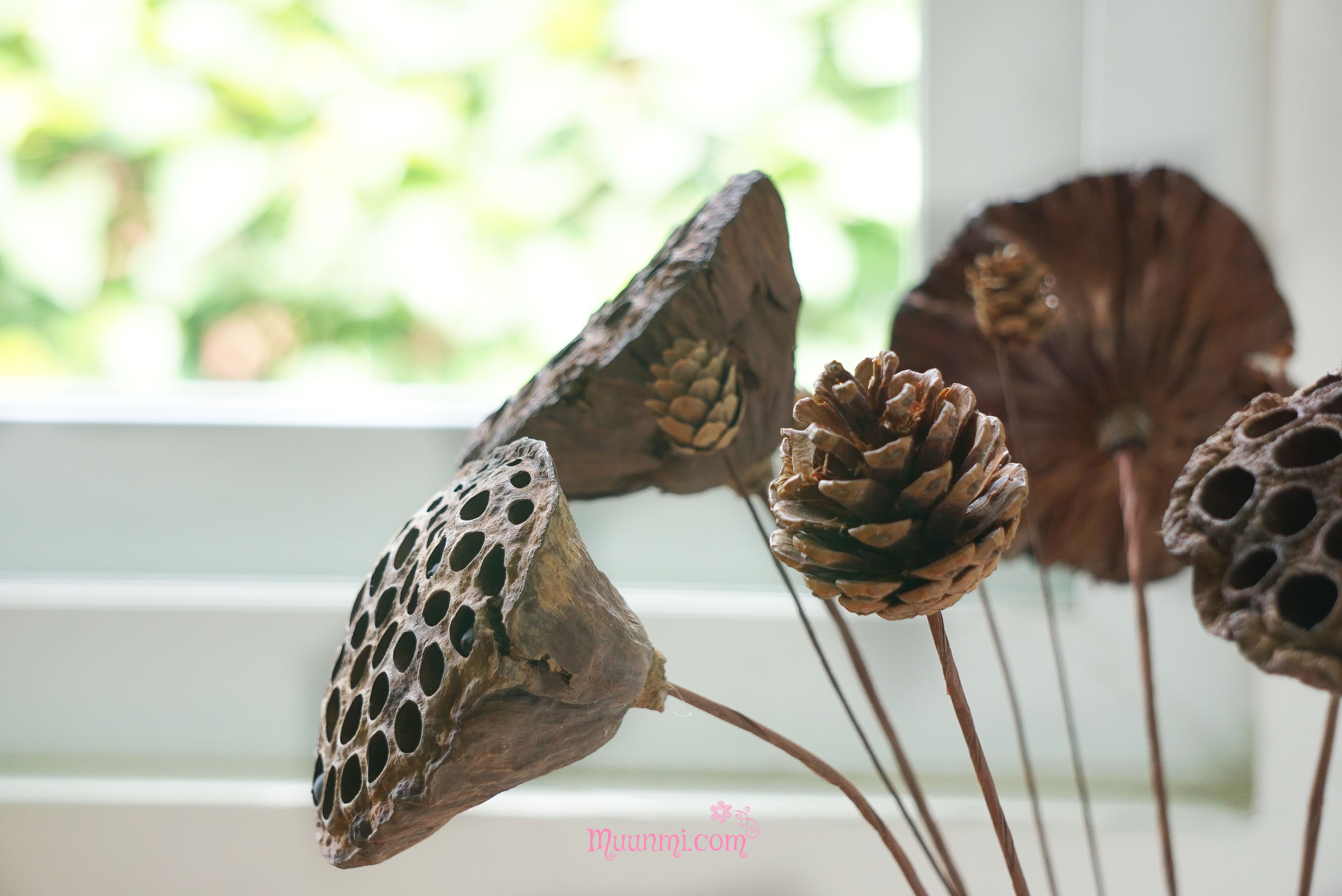 Hoa khô 🍂 | Quả Thông khô trang trí