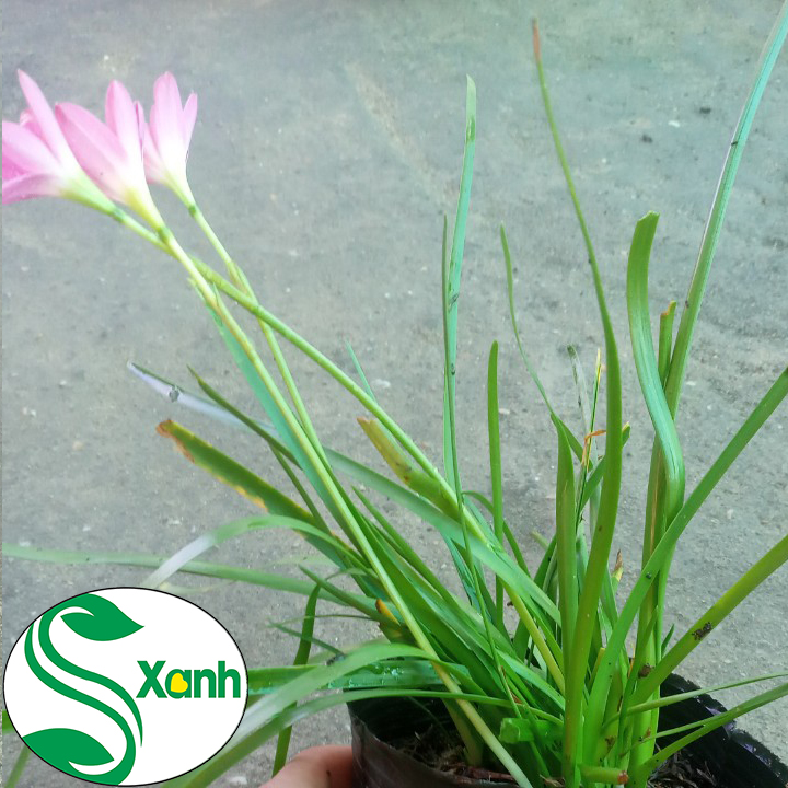 Chậu cây giống hoa huệ mưa