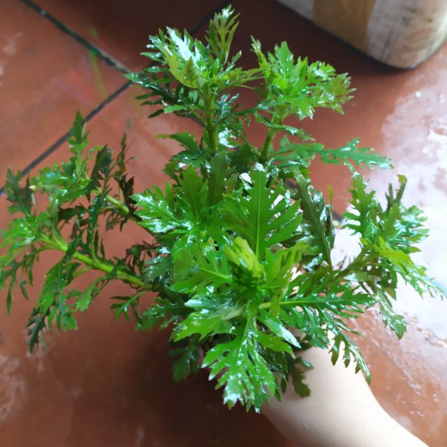 2 giỏ thủy cúc trồng hậu cảnh cực đẹp