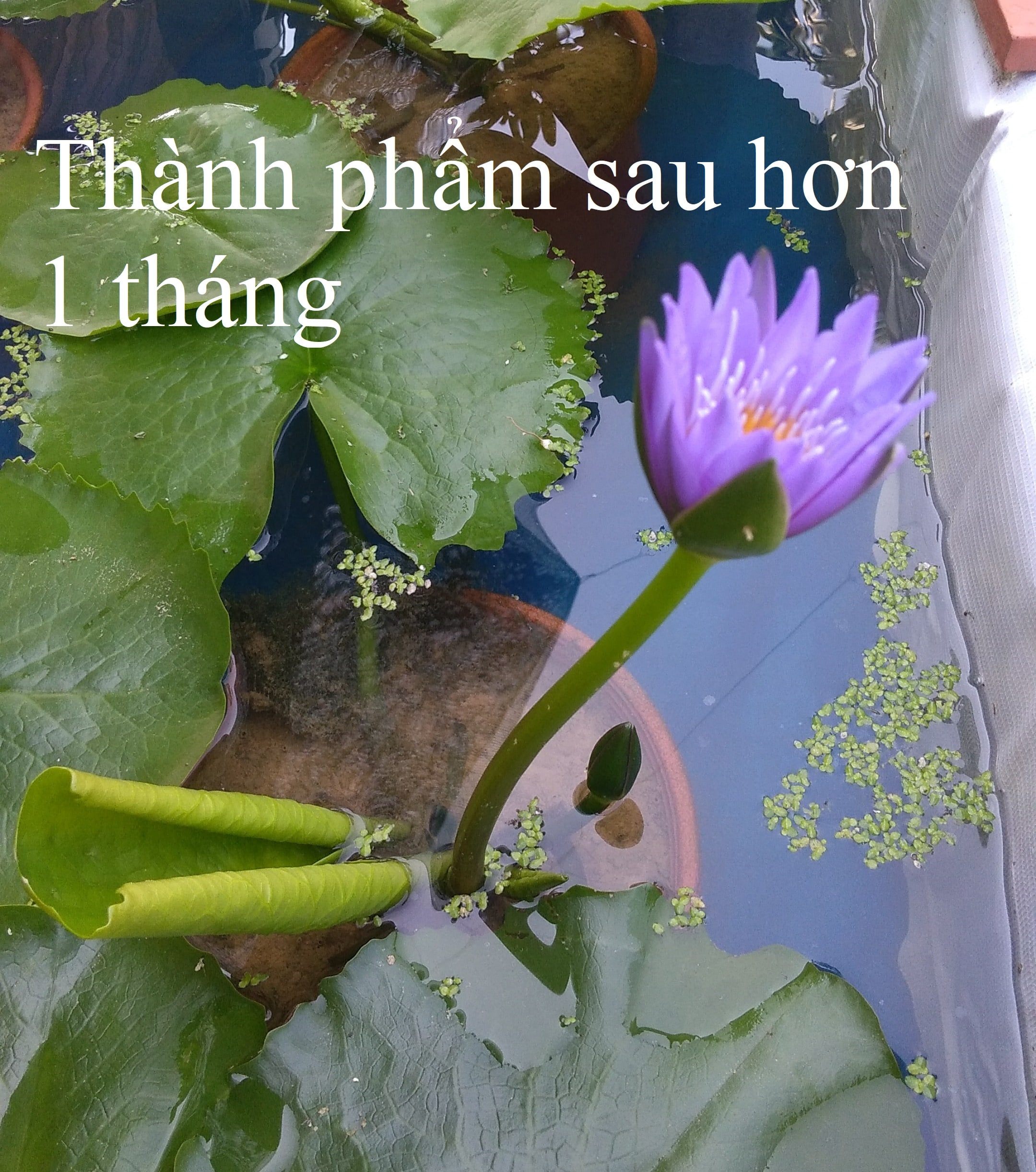 Cây hoa súng Thái Lan màu tím huế đã có hoa và nụ