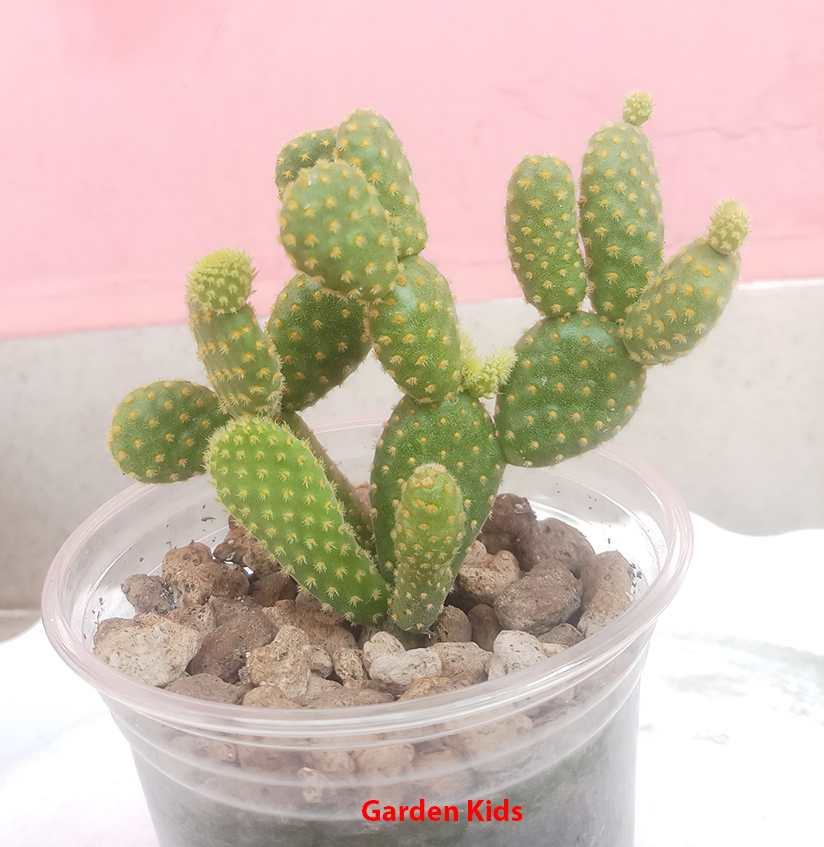 Xương rồng tai thỏ nhỏ