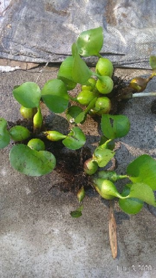 Bèo lục bình - Cây thủy sinh (1 bó 2 cây cao hoặc 3 cây lùn)
