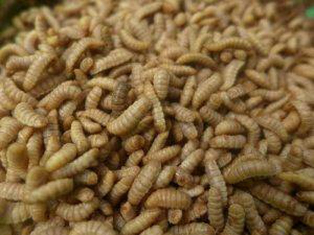 trứng ruồi lính đen(sâu canxi)-10g