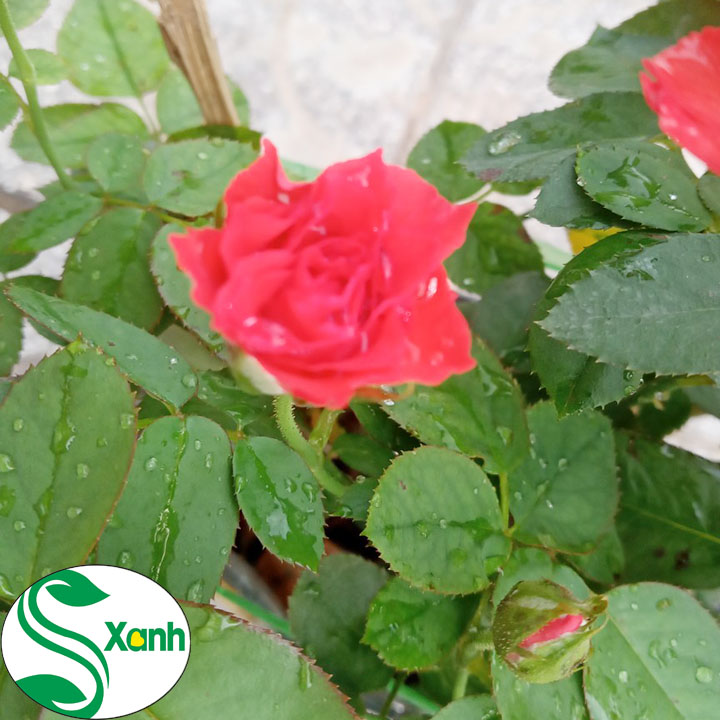 Hoa Hồng Lửa hoa đỏ tươi, lâu tàn