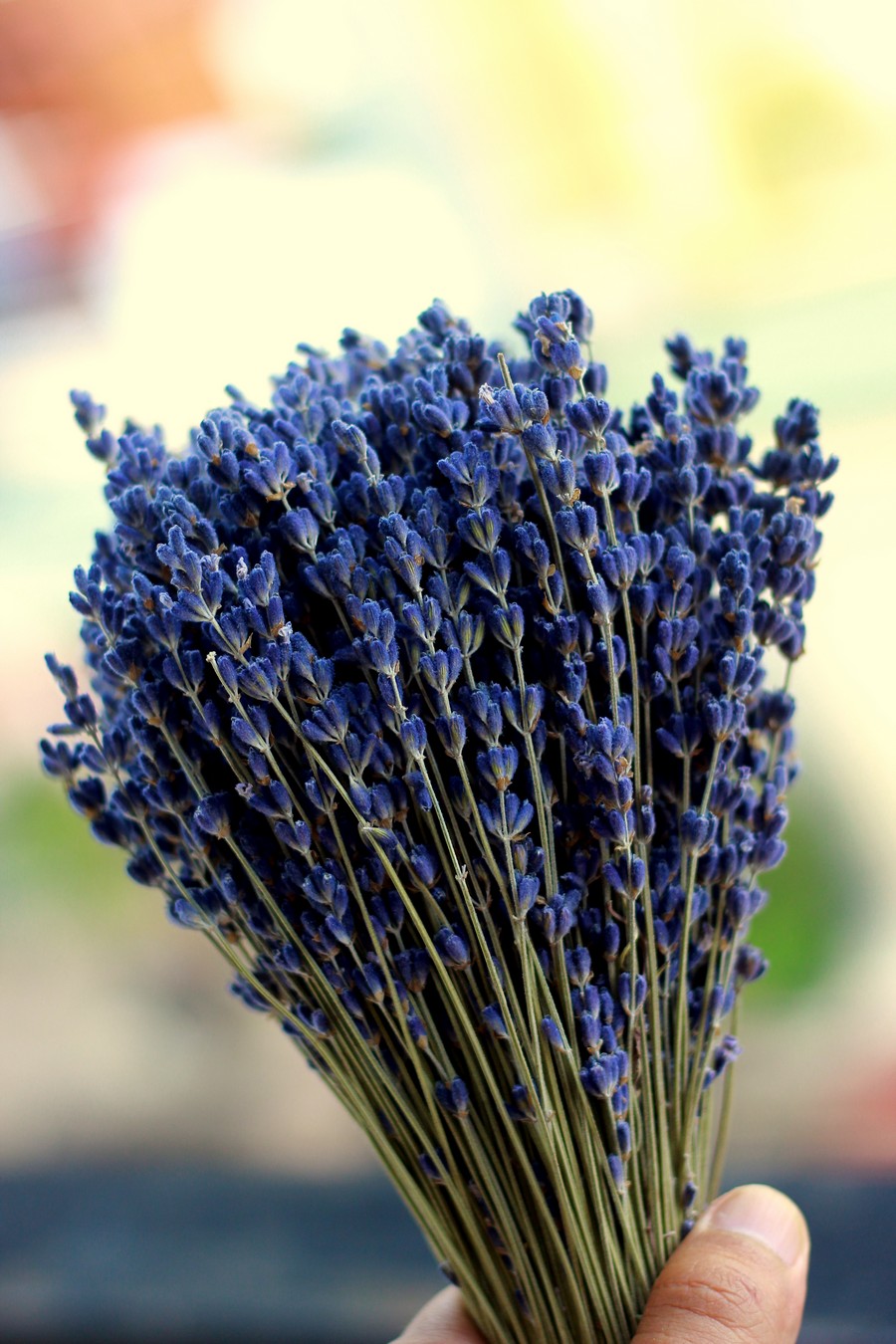 Bó hoa oải hương khô (lavender khô)