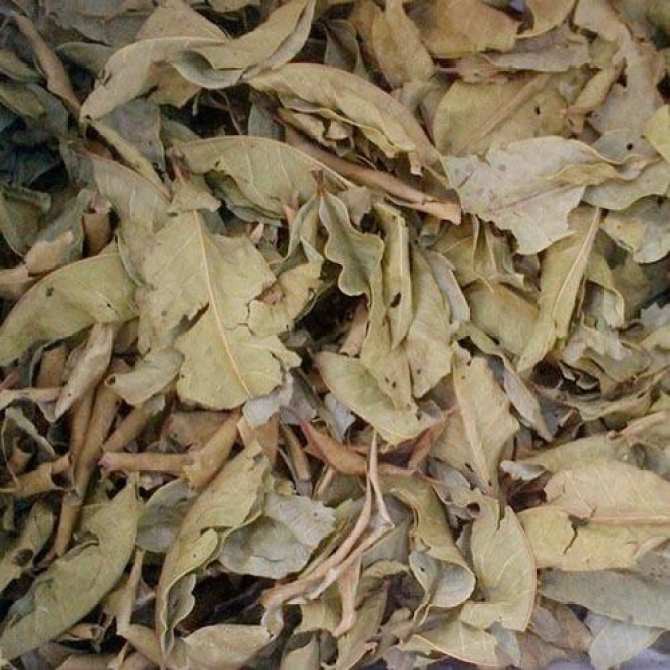 Lá Vối khô (1kg)