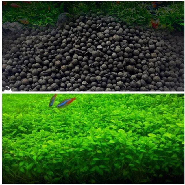 Cỏ trân châu ngọc trai & Set 500gram phân nền thủy sinh -hạt giống thủy sinh bể cá cảnh-  dành cho hồ cá thủy sinh mini