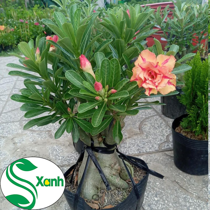Cây Sứ Thái Ghép Hoa Cánh Kép