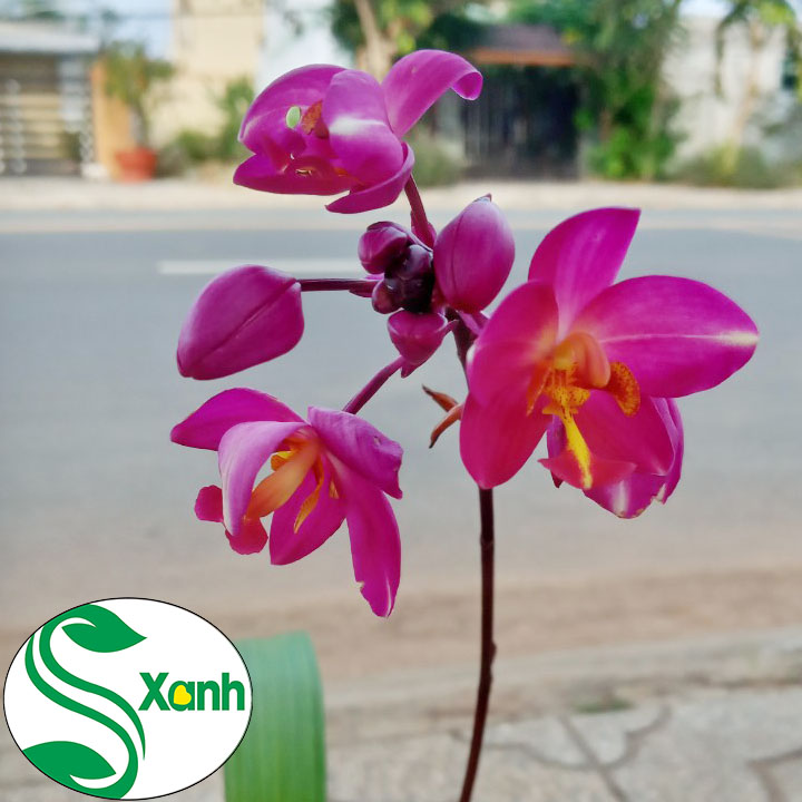 Địa Lan Vàng - Tím Cây Khỏe, Sai Bông