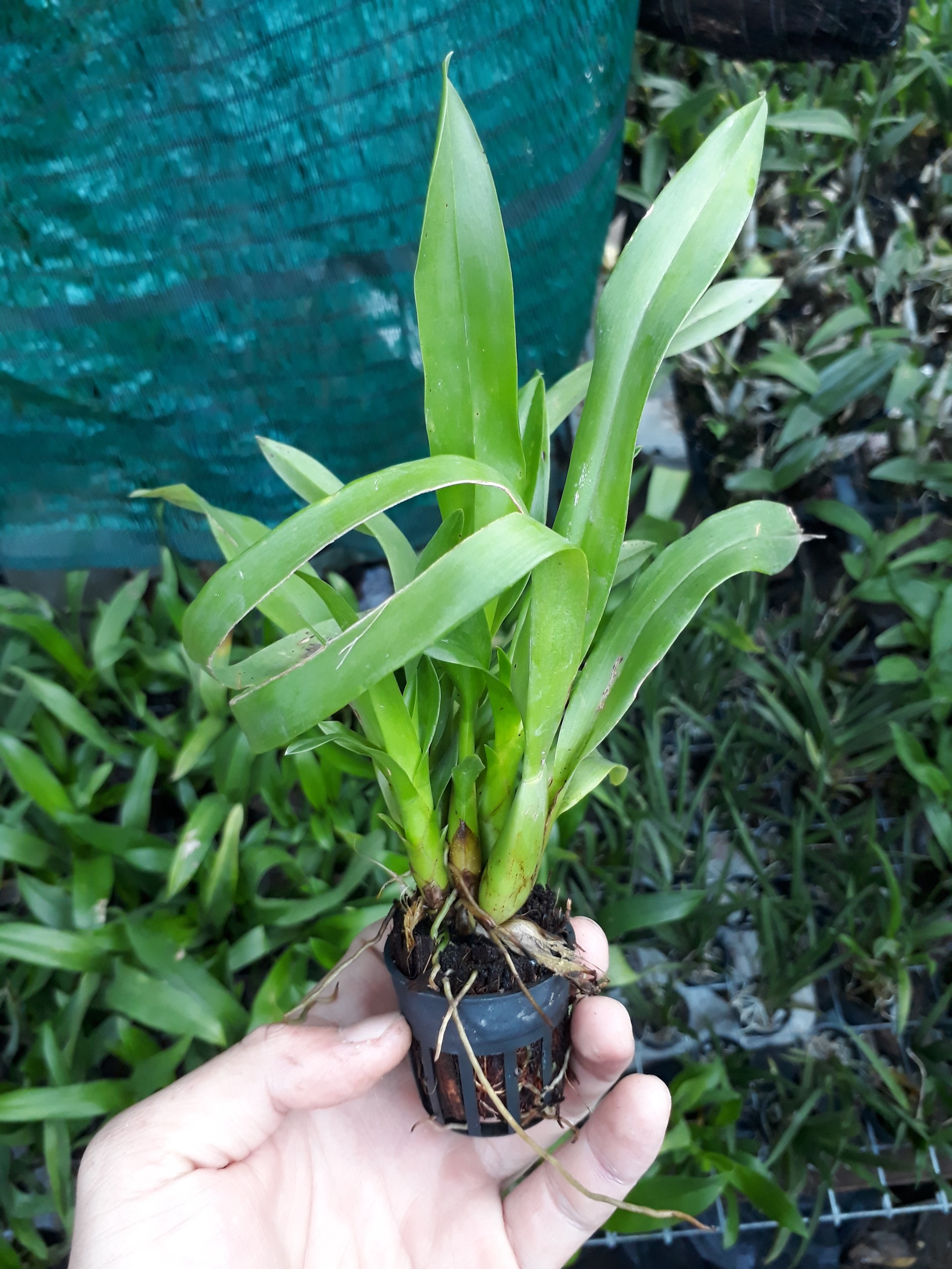 vũ nữ vàng ( damsay)