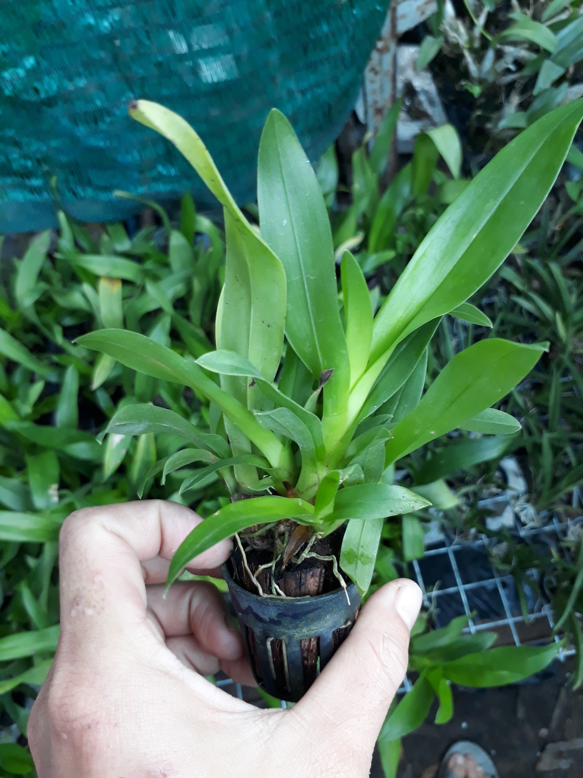 vũ nữ vàng ( damsay)