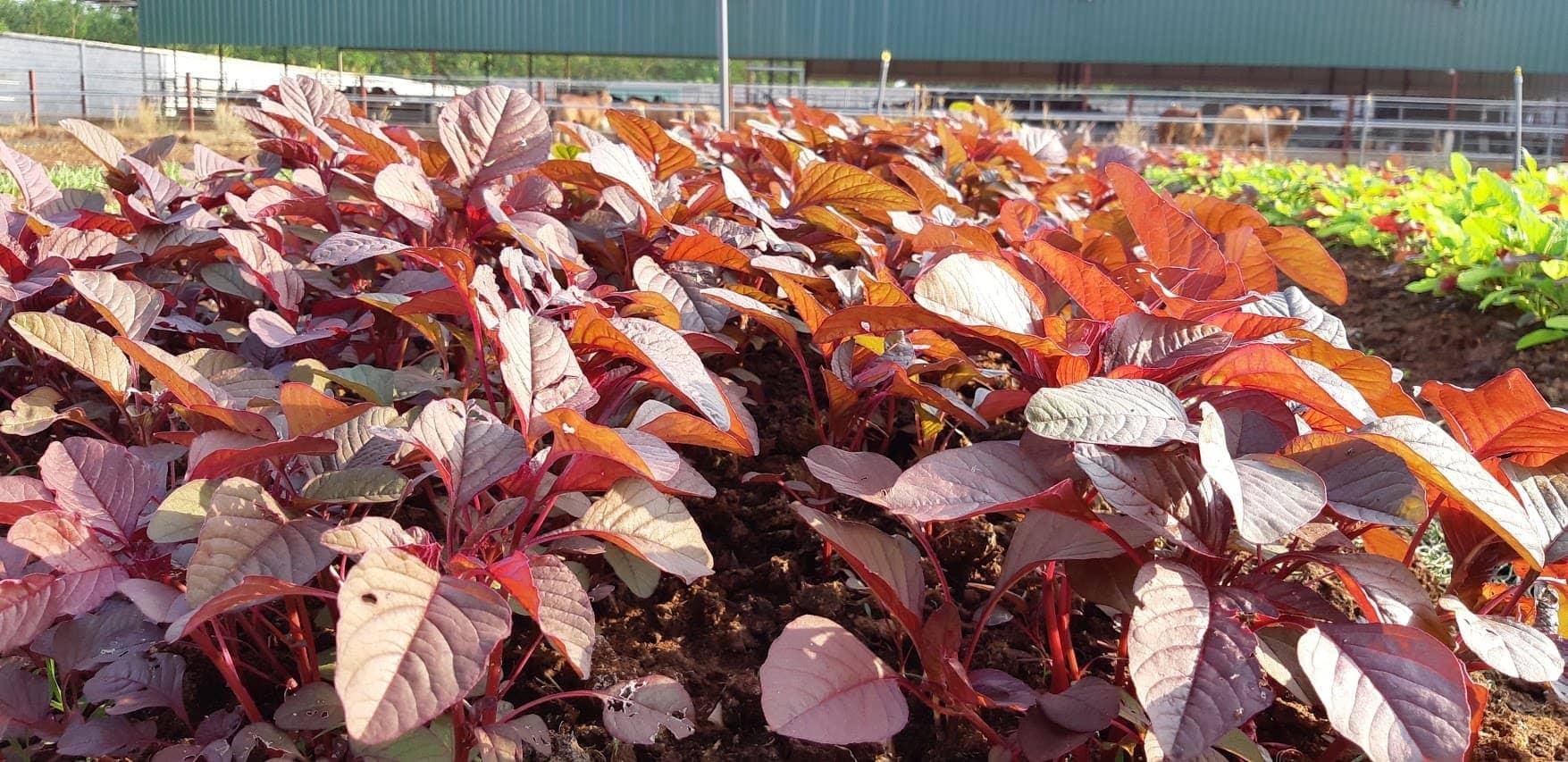 Gói 100g hạt giống rau dền đỏ - Nanuseeds