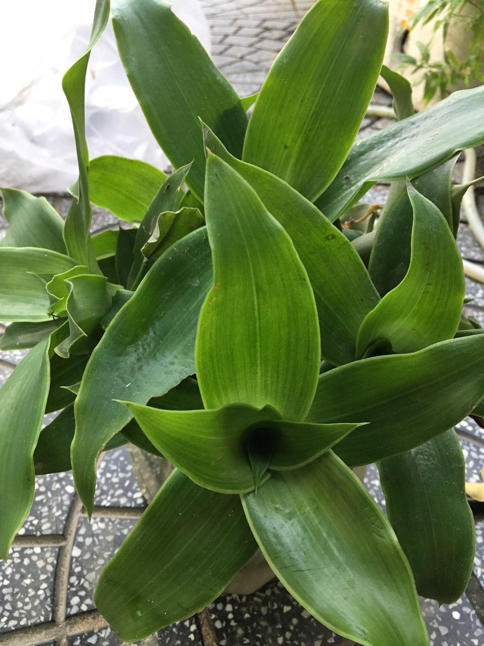CÂY LƯỢC VÀNG, CÂY LƯỢC NGÀ