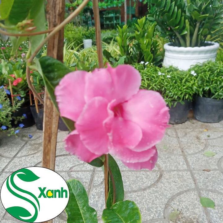 Hoa Leo Hồng Anh Cánh Kép