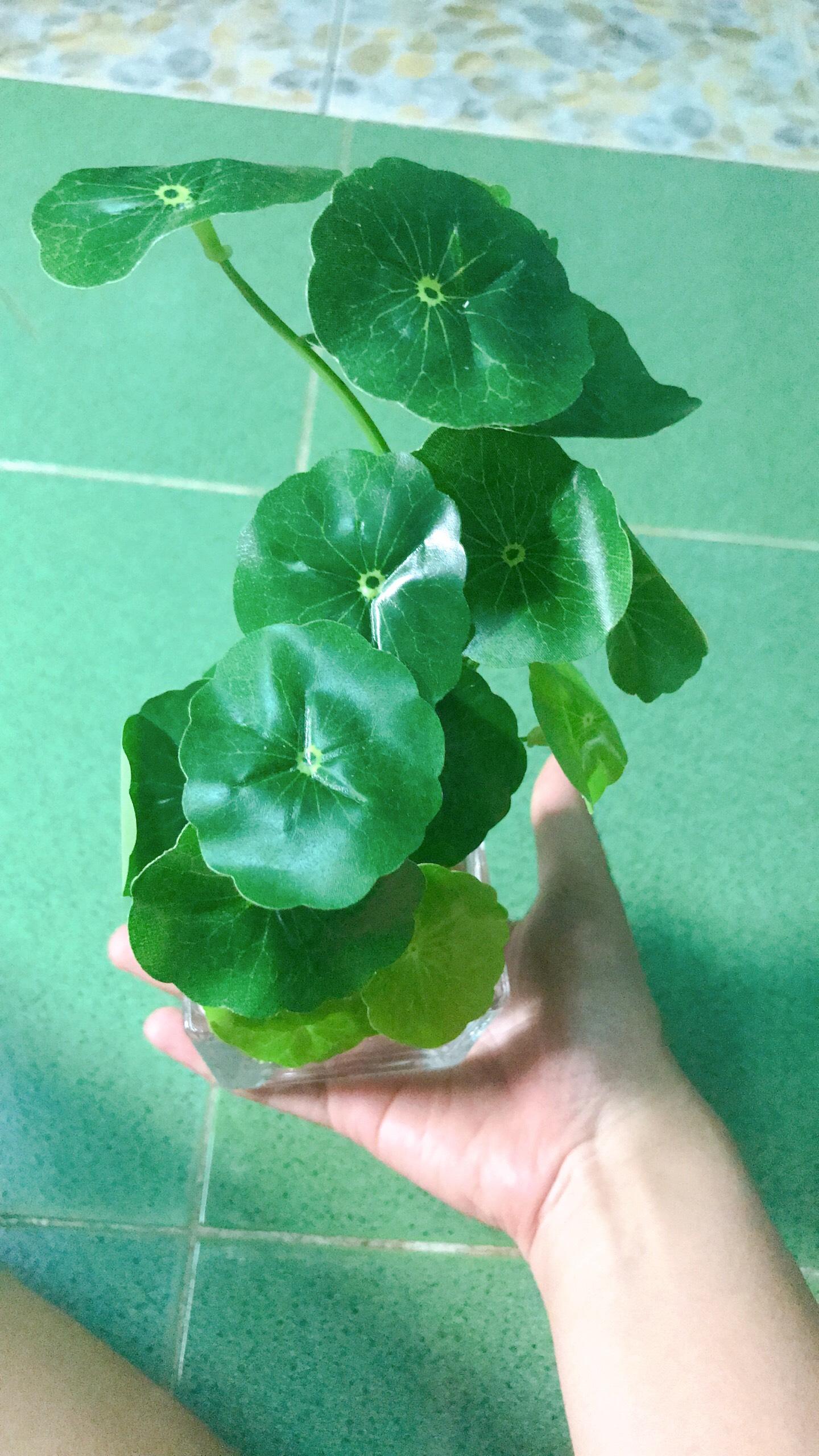 Cây rau má giả giống thật 100%