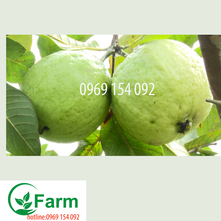 Cây ổi không hạt
