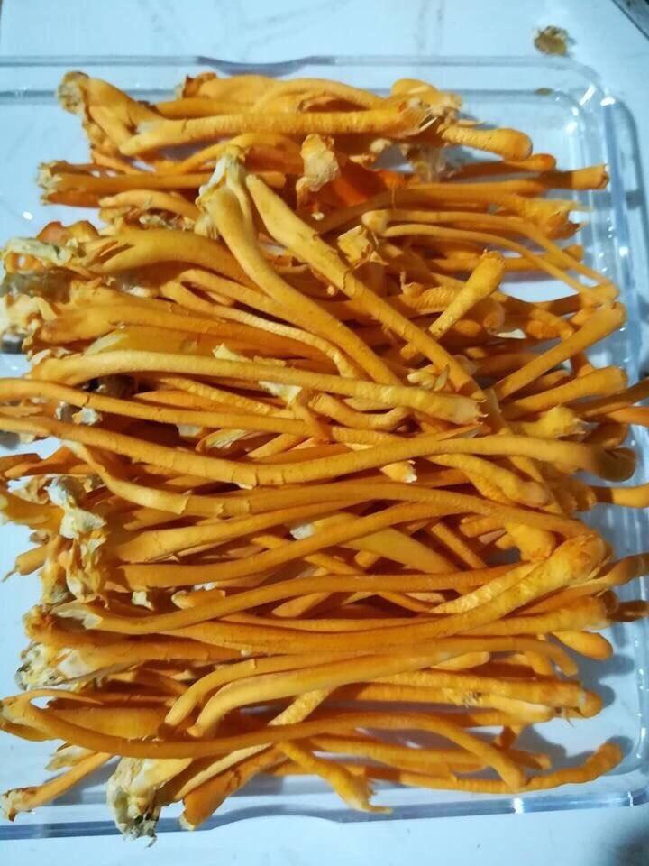 100G Nấm Đông Trùng Hạ Thảo Khô