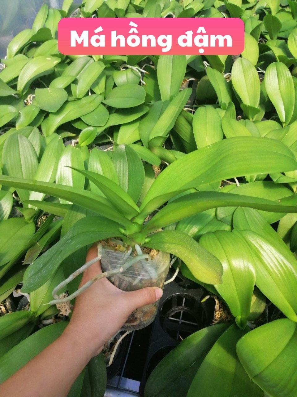 Lan hồ điệp 2 ngồng hoa tết 2020