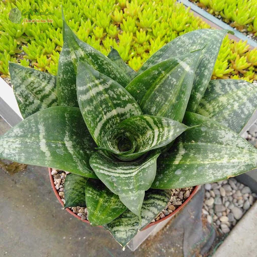 Cây lưỡi mèo