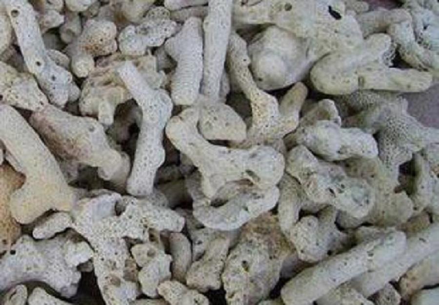 San hô vụn lọc nước bể cá