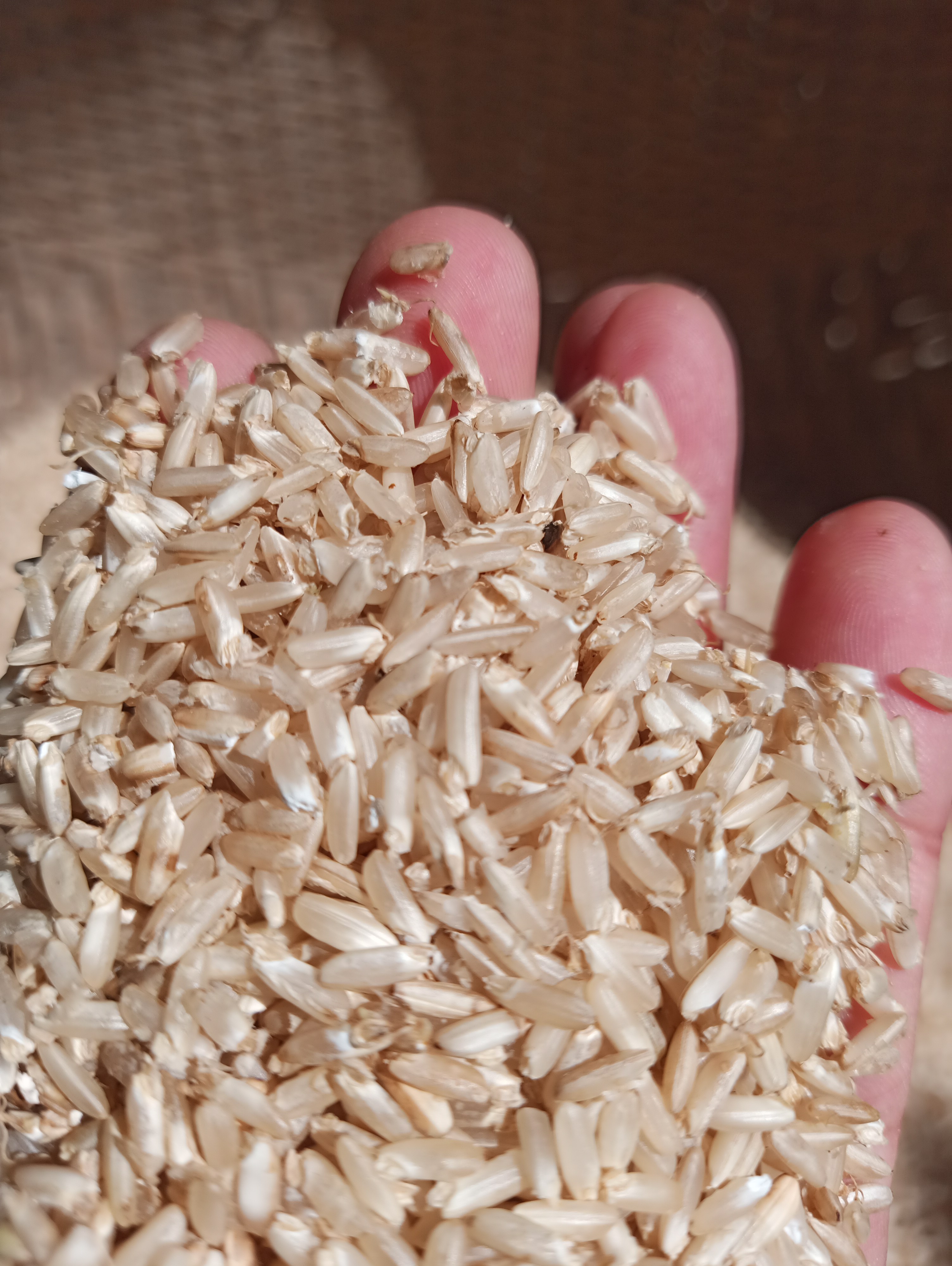 Gạo mầm Kagaba 5 kg