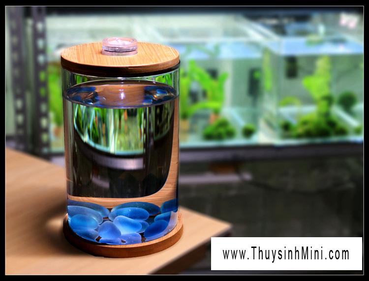 Bể cá chọi Betta-01