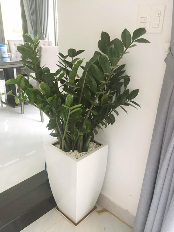 Cây Kim Tiền PHONG THUỶ -CÂY MINI ĐỂ BÀN