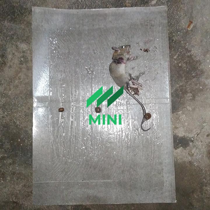 COMBO 10 Miếng keo bẫy chuột