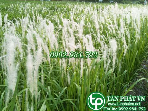 Rễ Cỏ Tranh Tươi 1kg Tấn Phát