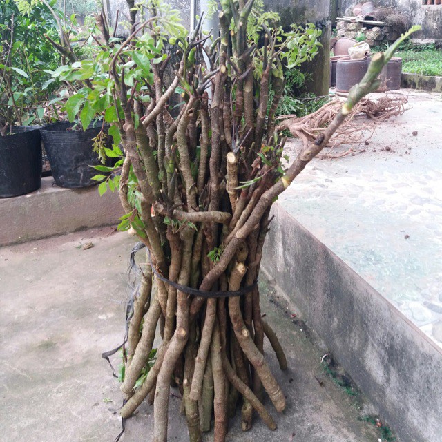 Cành Đinh Lăng Nếp Bắc ( 5 cành)