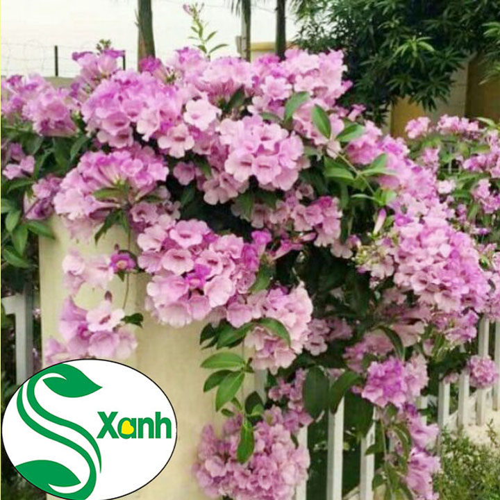 Cây giống Hoa Lan Tỏi, Cây leo giàn, cây khỏe, bông đẹp