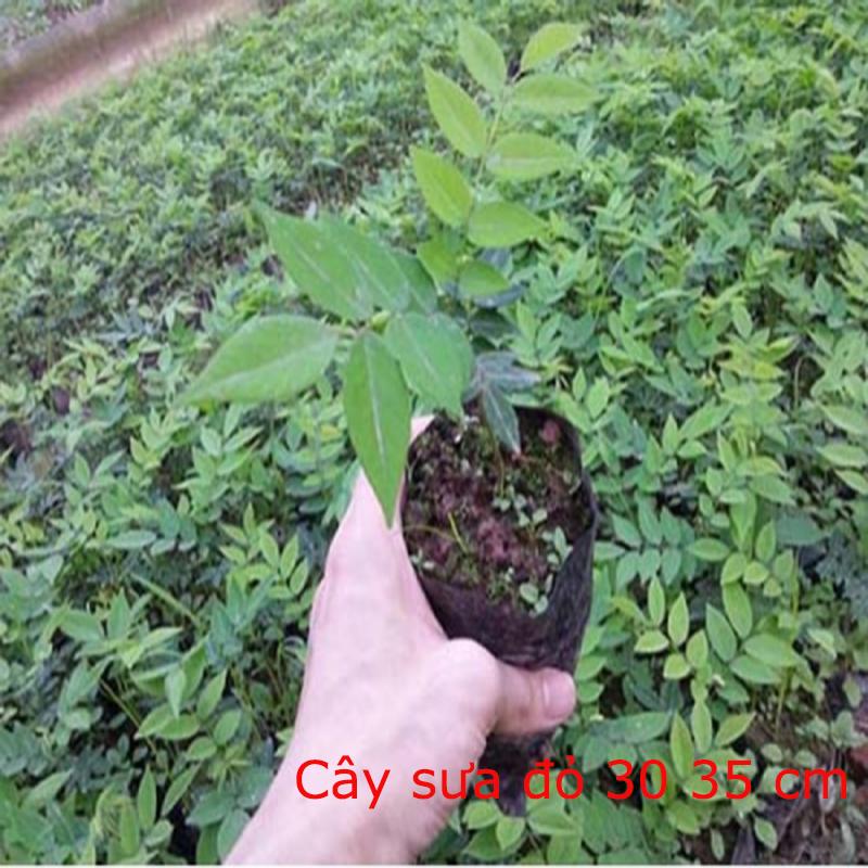 Combo 3 Cây Sưa Đỏ giống cao 30-35 cm