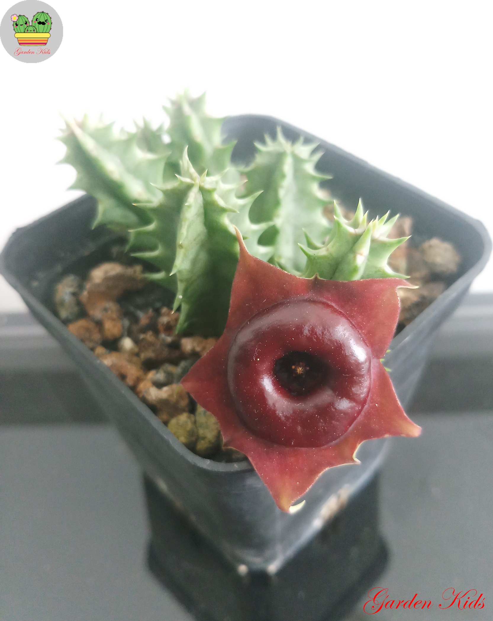 Xương rồng sao biển hoa đỏ (Huernia Korat Crimson)