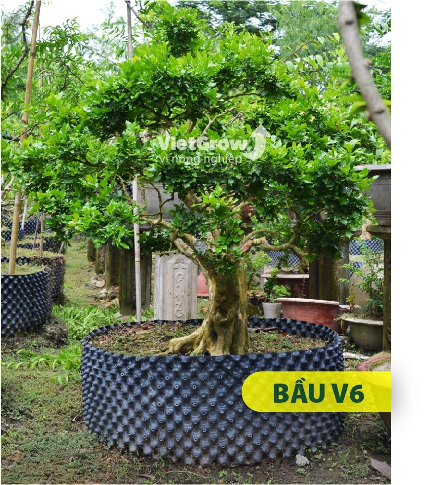 [HCM]BẦU ƯƠM V6 ( CUỘN DÀI 50M ) - CAO 50CM - ĐỘ DẦY 0.6MM