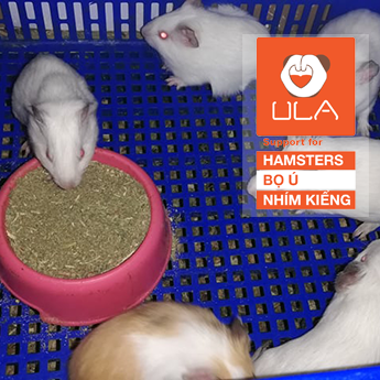 2KG Cám Thỏ, bọ, hamsters - Ula Pets