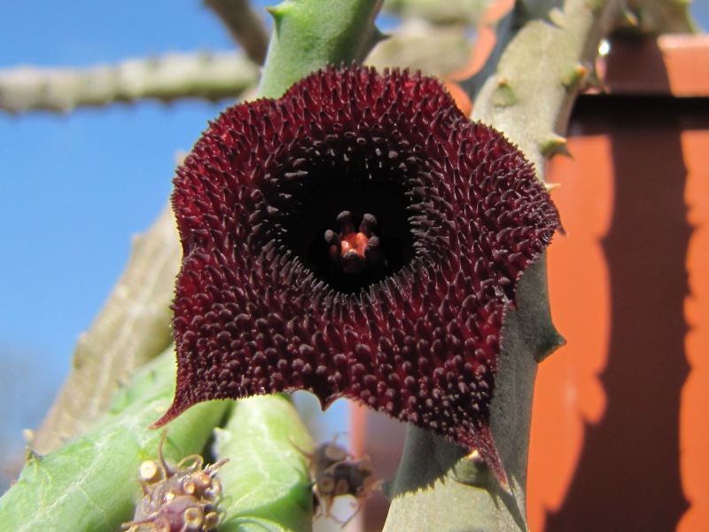 Xương rồng sao biển hoa đỏ (Huernia Pendurata)