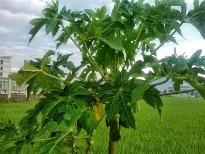 Lá đu đủ đực phơi khô 500 gam