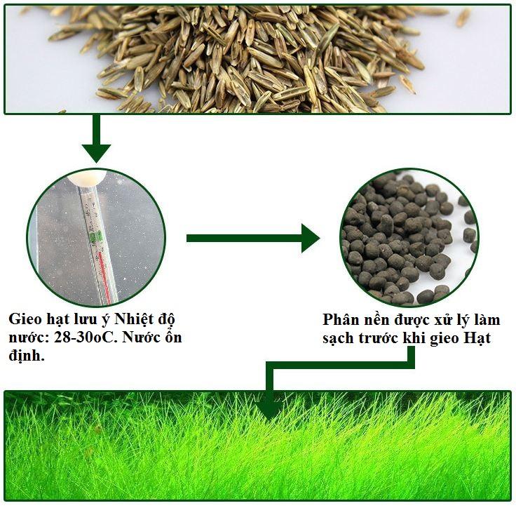 [gói lớn] Hạt giống thủy sinh - cỏ ngưu ma chiên