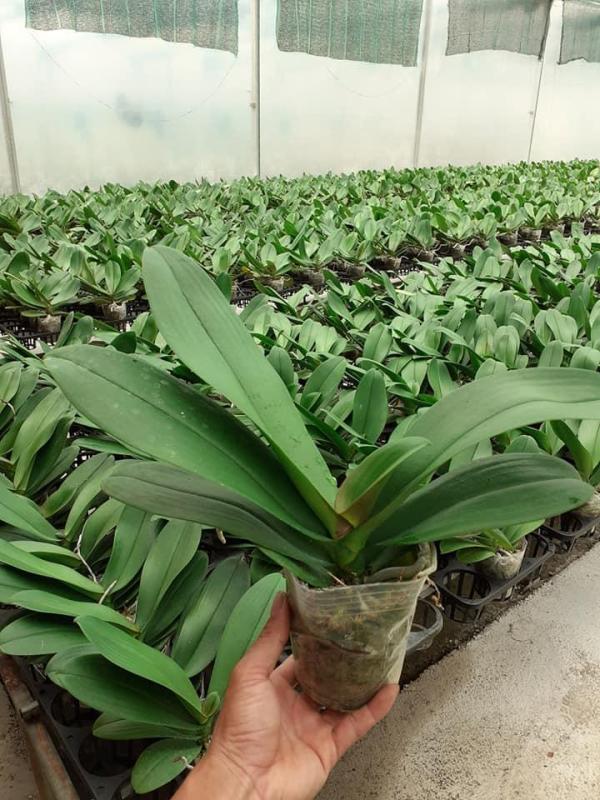 Lan hồ điệp Cốc 3.5 Cây tơ Hàng Việt nam 100%