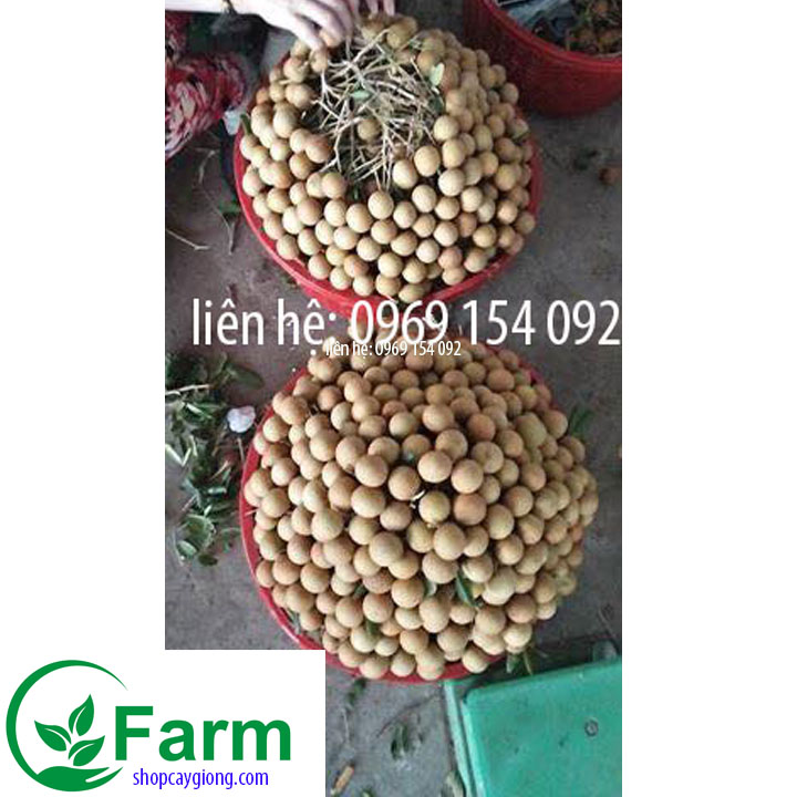 Cây nhãn hưng yên  tặng thêm cây mặc định