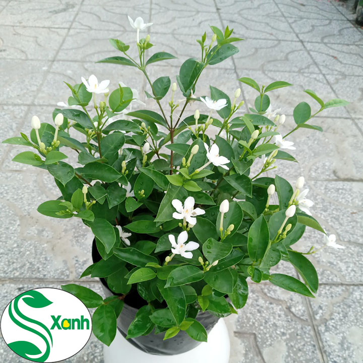 Cây Hoa Mai Chỉ Thiên