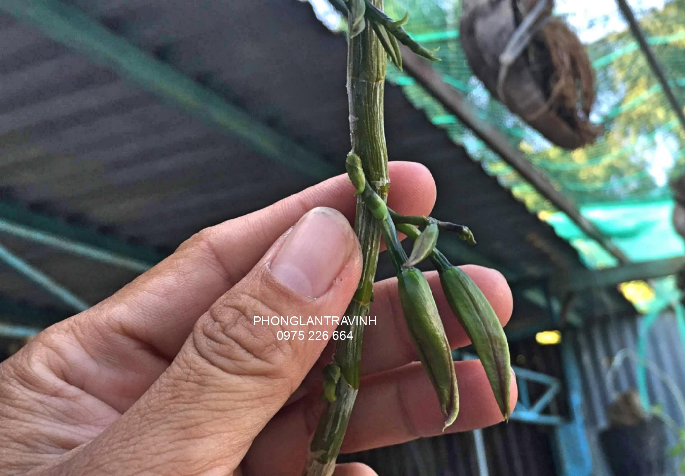 Kích hoa GF kích hoa lan phi điệp